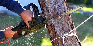Best Tree Maintenance Programs  in Weldon, CA