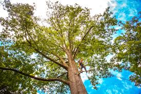 Best Hazardous Tree Removal  in Weldon, CA