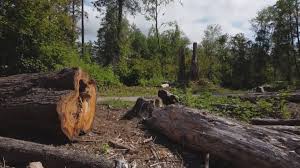 Best Leaf Removal  in Weldon, CA