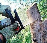 Best Tree Risk Assessment  in Weldon, CA