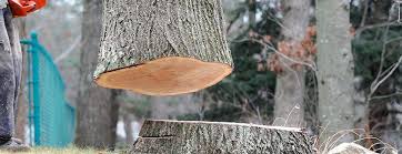 Best Tree Trimming and Pruning  in Weldon, CA