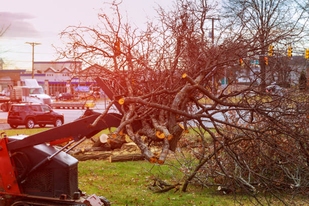 Best Fruit Tree Pruning  in Weldon, CA
