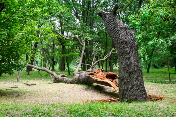 How Our Tree Care Process Works  in  Weldon, CA