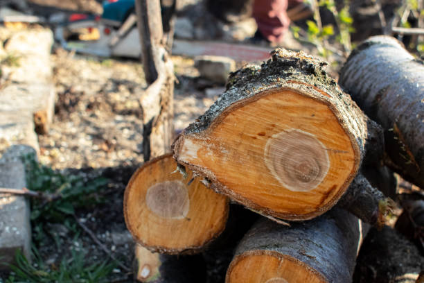 Best Emergency Tree Removal  in Weldon, CA
