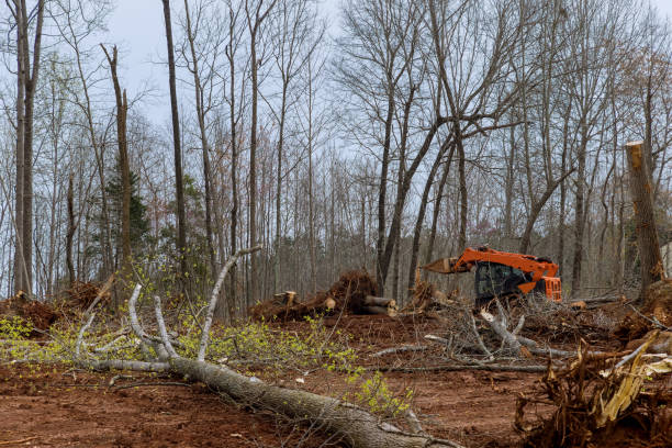 Best Tree Removal  in Weldon, CA