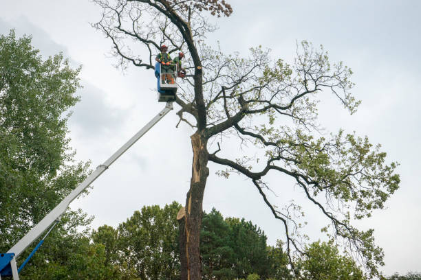 Leaf Removal in Weldon, CA