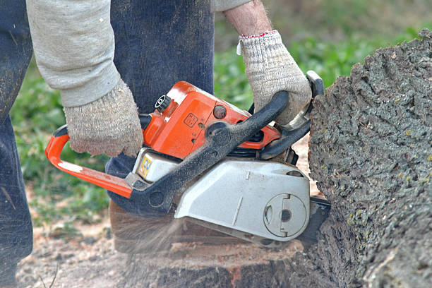 Reliable Weldon, CA Tree Care Solutions