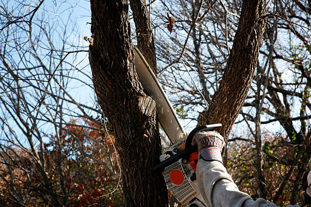 Best Root Management and Removal  in Weldon, CA