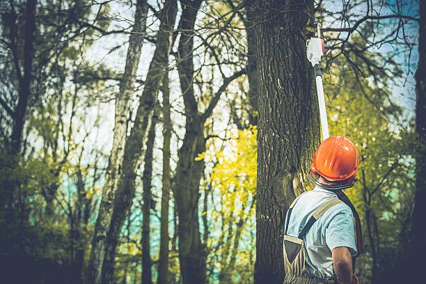 Best Tree Health Inspection  in Weldon, CA